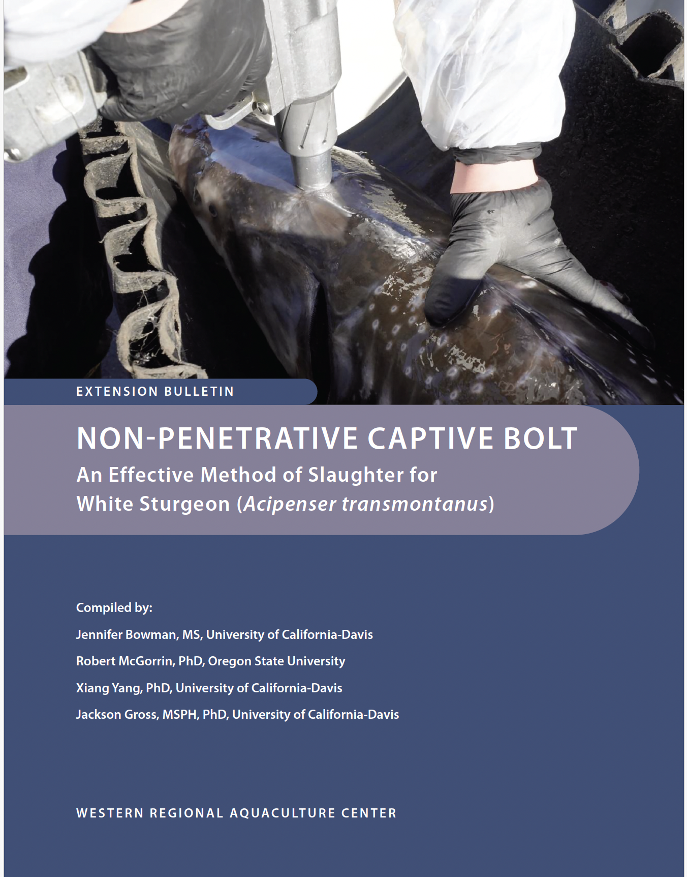 Handler prepares non-penetrative captive bolt on white sturgeon