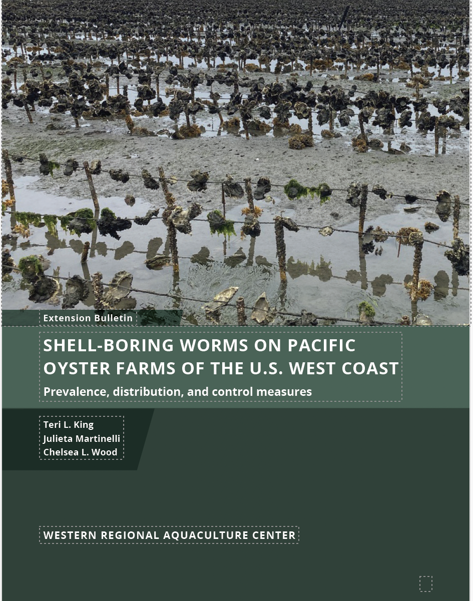 oyster beds at low tide