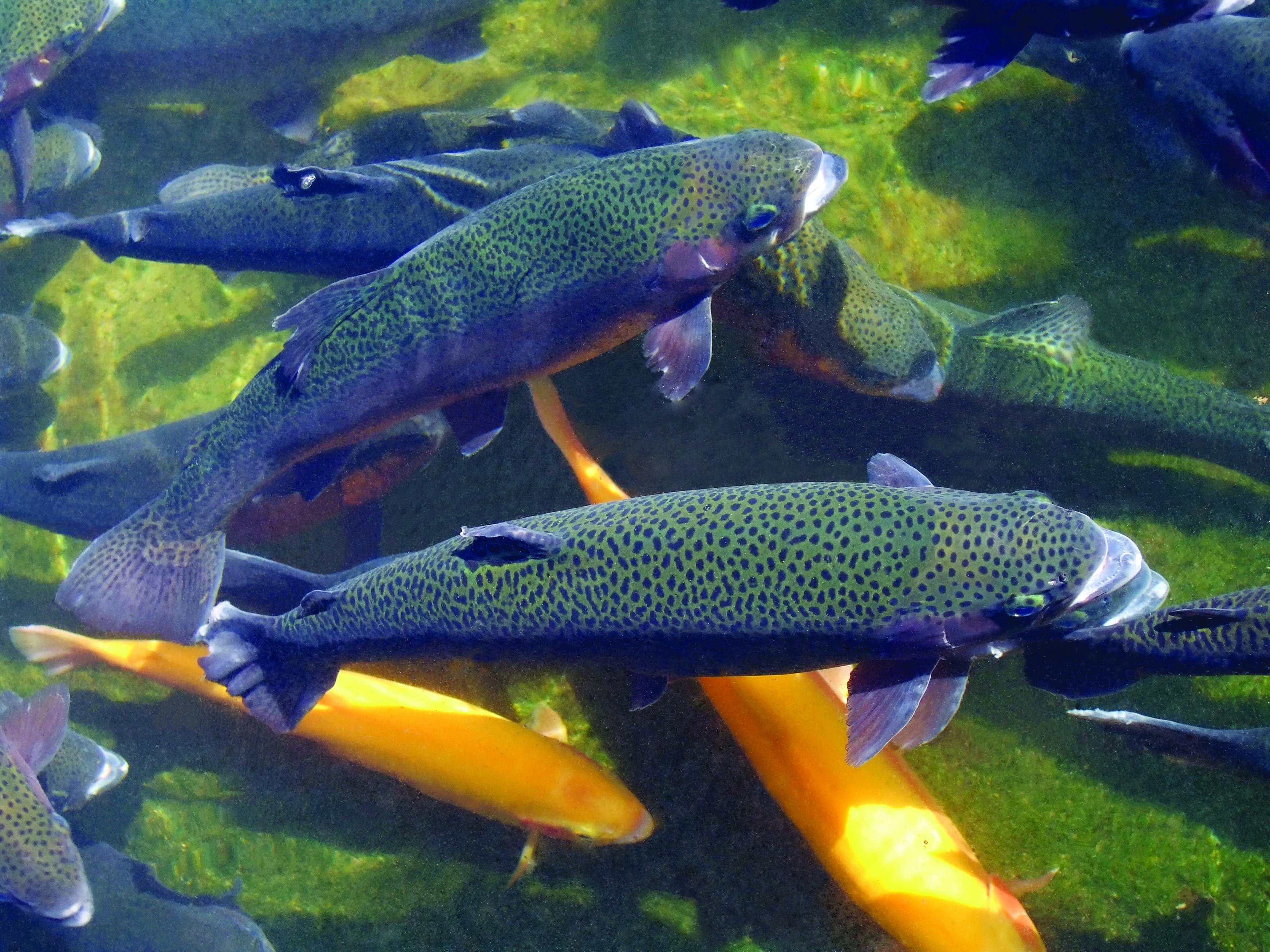 low phosphorus feeds - rainbow trout