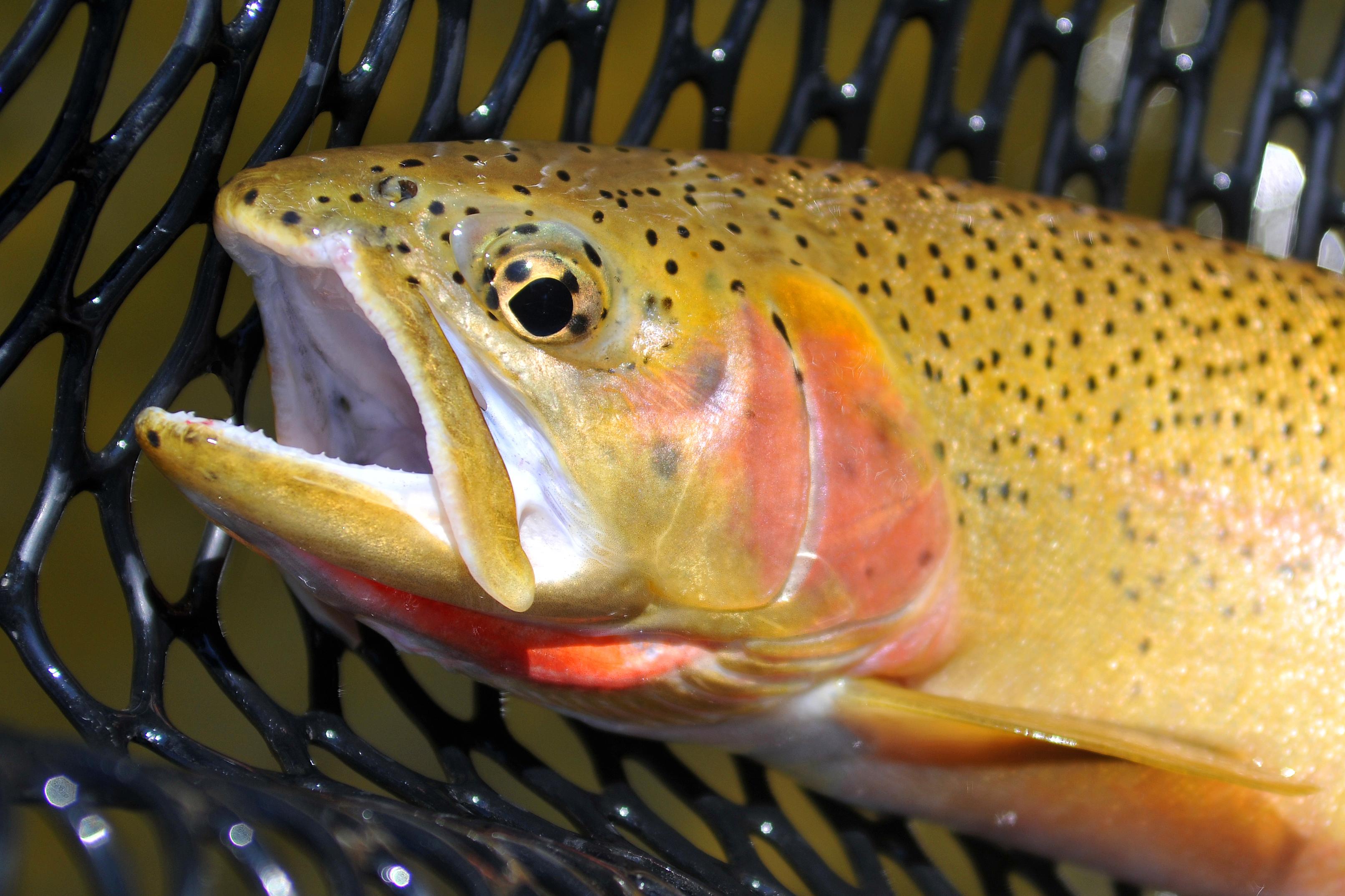 Cutthroat trout: Photo: iStockphoto.com - Dec Hogan