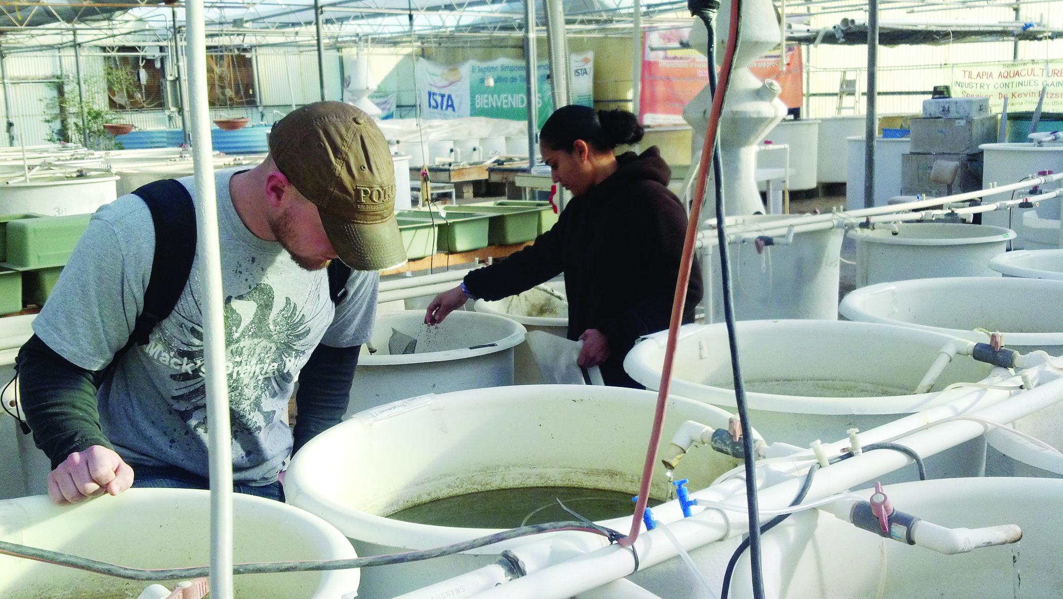 Sealey - Optimizing Dietary Protein, in the lab -2012 photo: Courtesy of Wendy Sealey