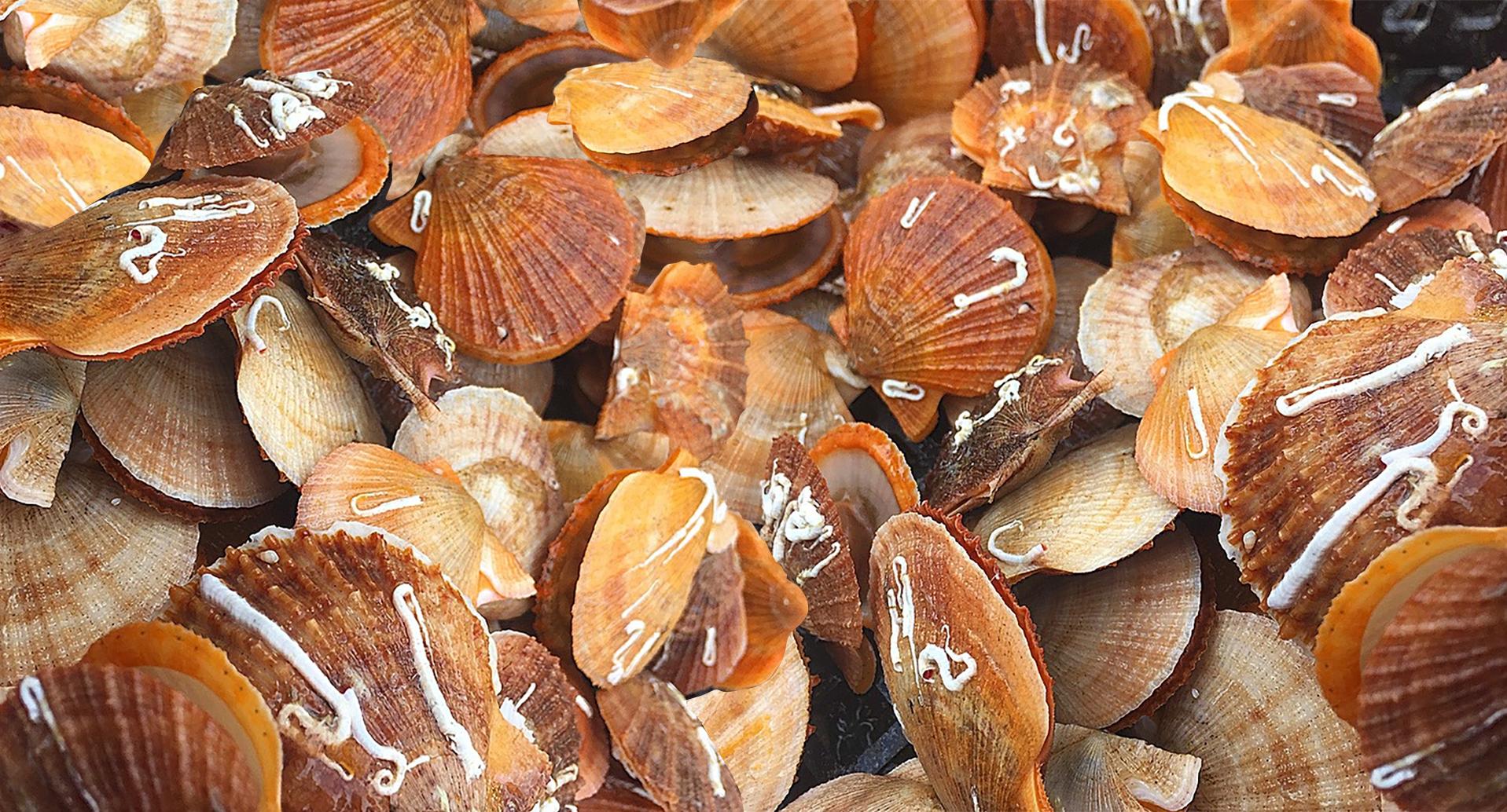 Scallops, Photo credit: Davis