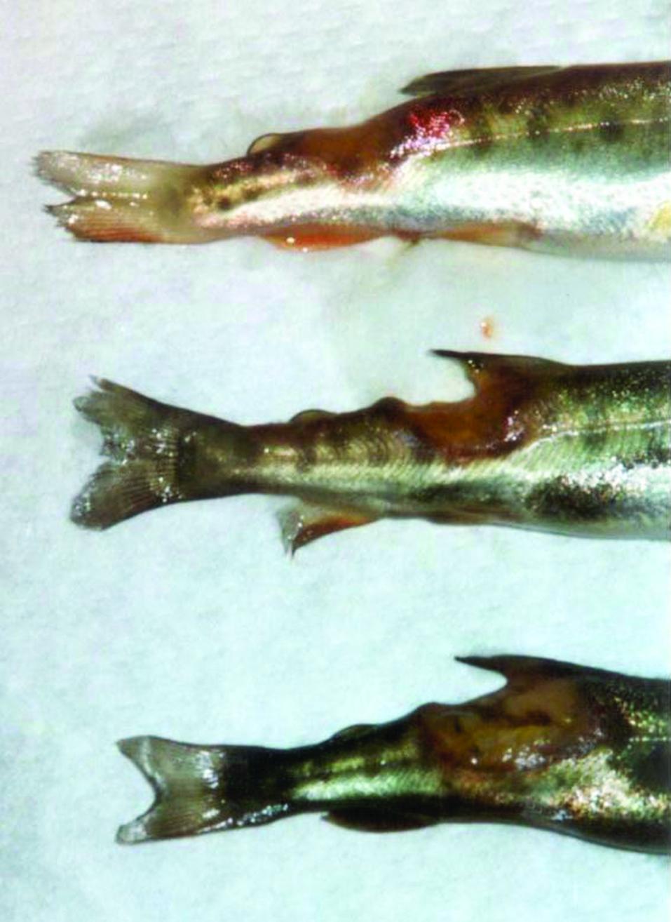 The characteristic yellow-edged lesions of the caudal peduncle caused by F. psychrophilum