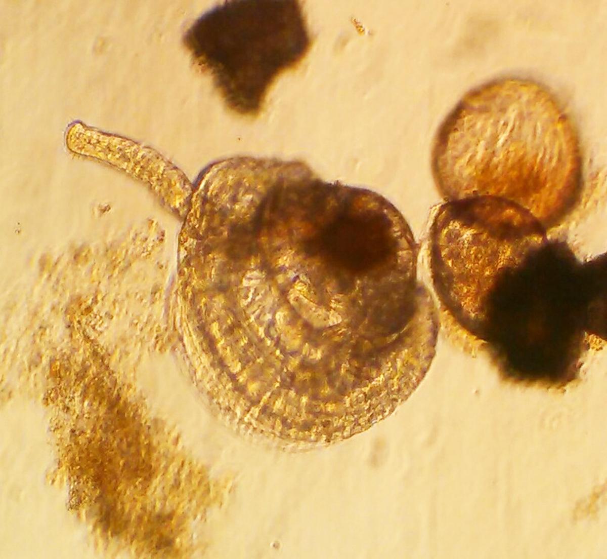 Biosecure Rock Scallop Culture - microscopic view
