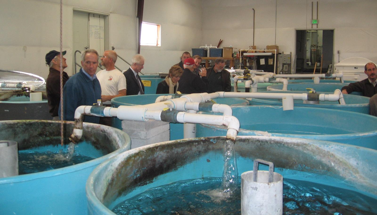 High-density, flow through aquaculture facility. Photo: Debbie Granger