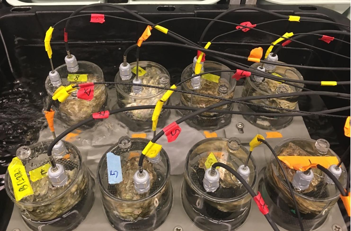 Wood - Control of mud blister infection - credit: Julieta Martinelli