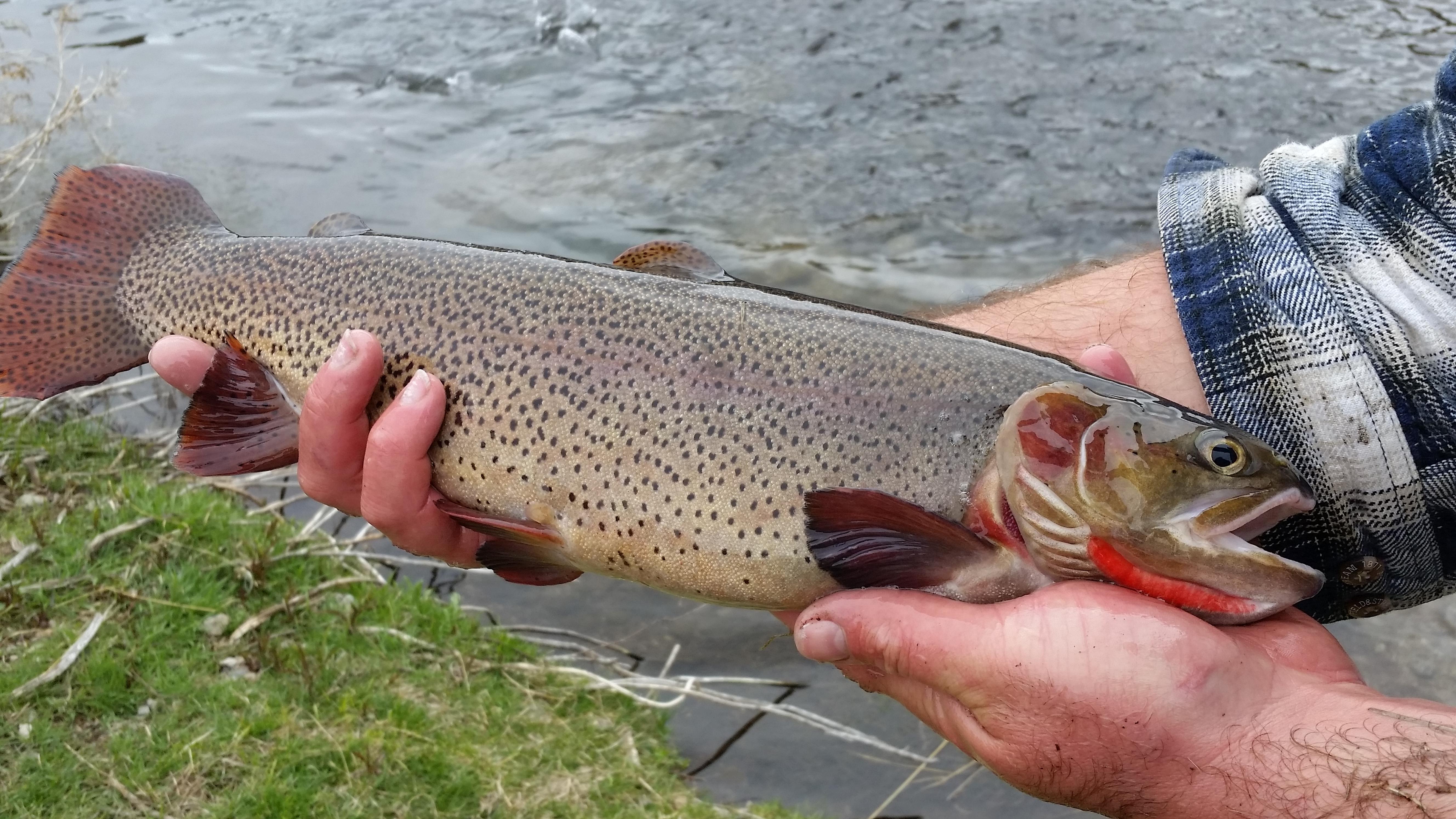 Snake River Cutthroat trout; Photo: Gary Fornshell