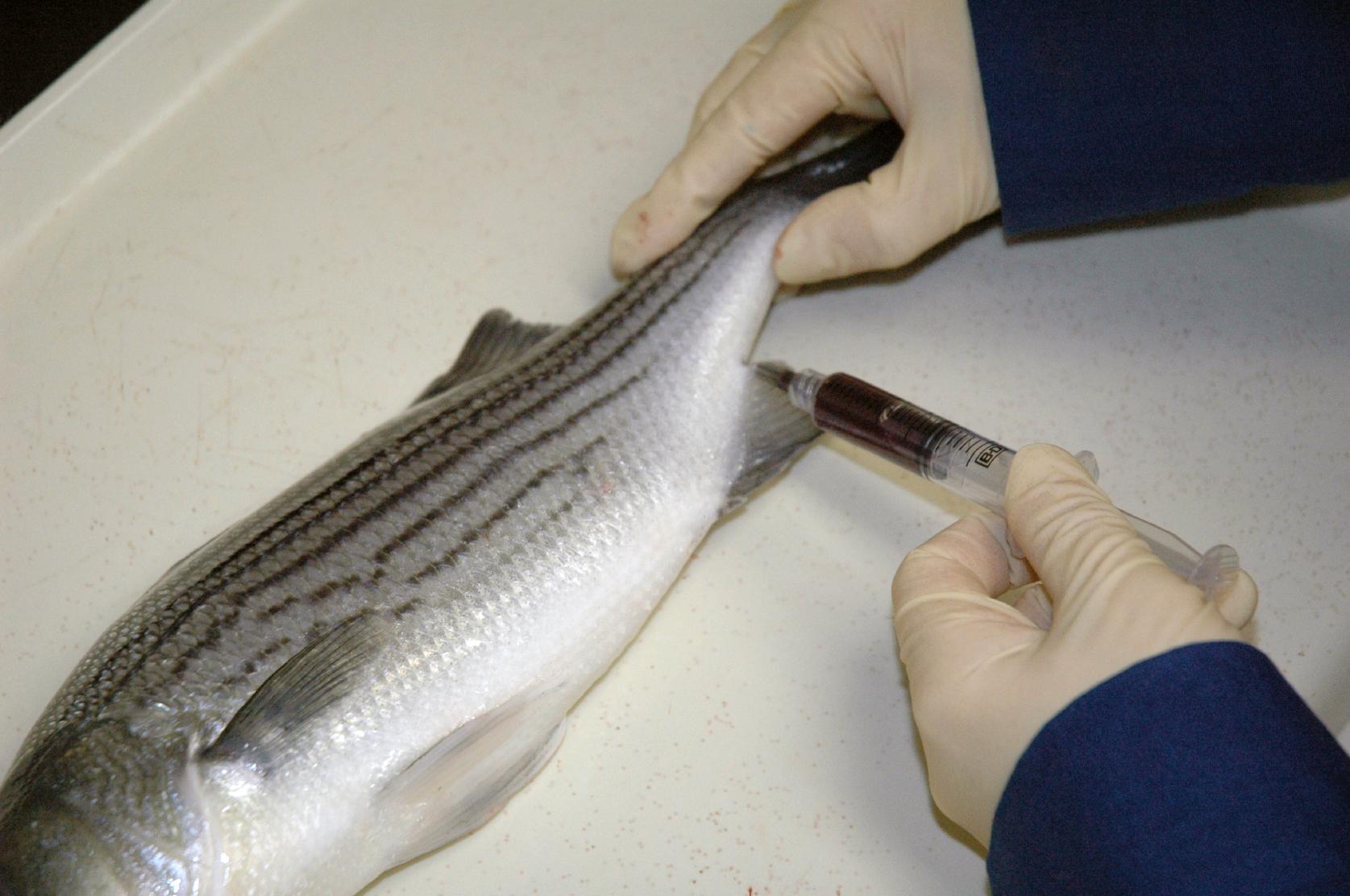 Figure 1.  Removing blood from a hybrid striped bass for immune function assays; Photo: J. Winton