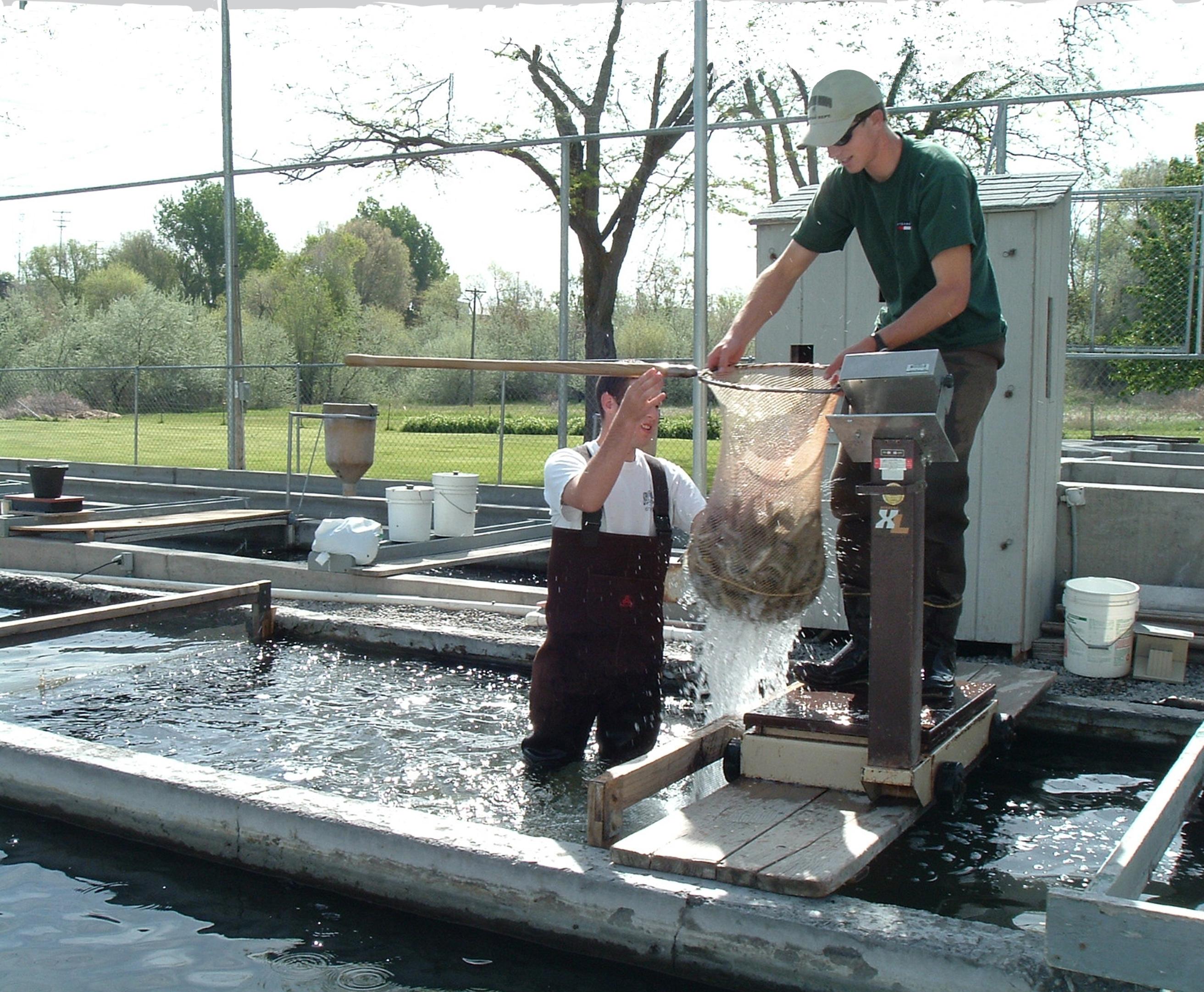weighing trout to compare alternative proteins for trout feeds; Photo: Gary Fornshell