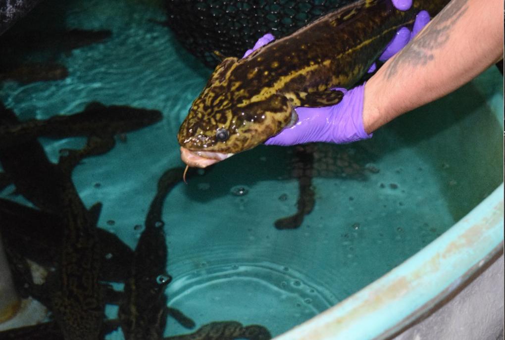 Cain - Burbot - credit: Courtesy of Kenneth Cain