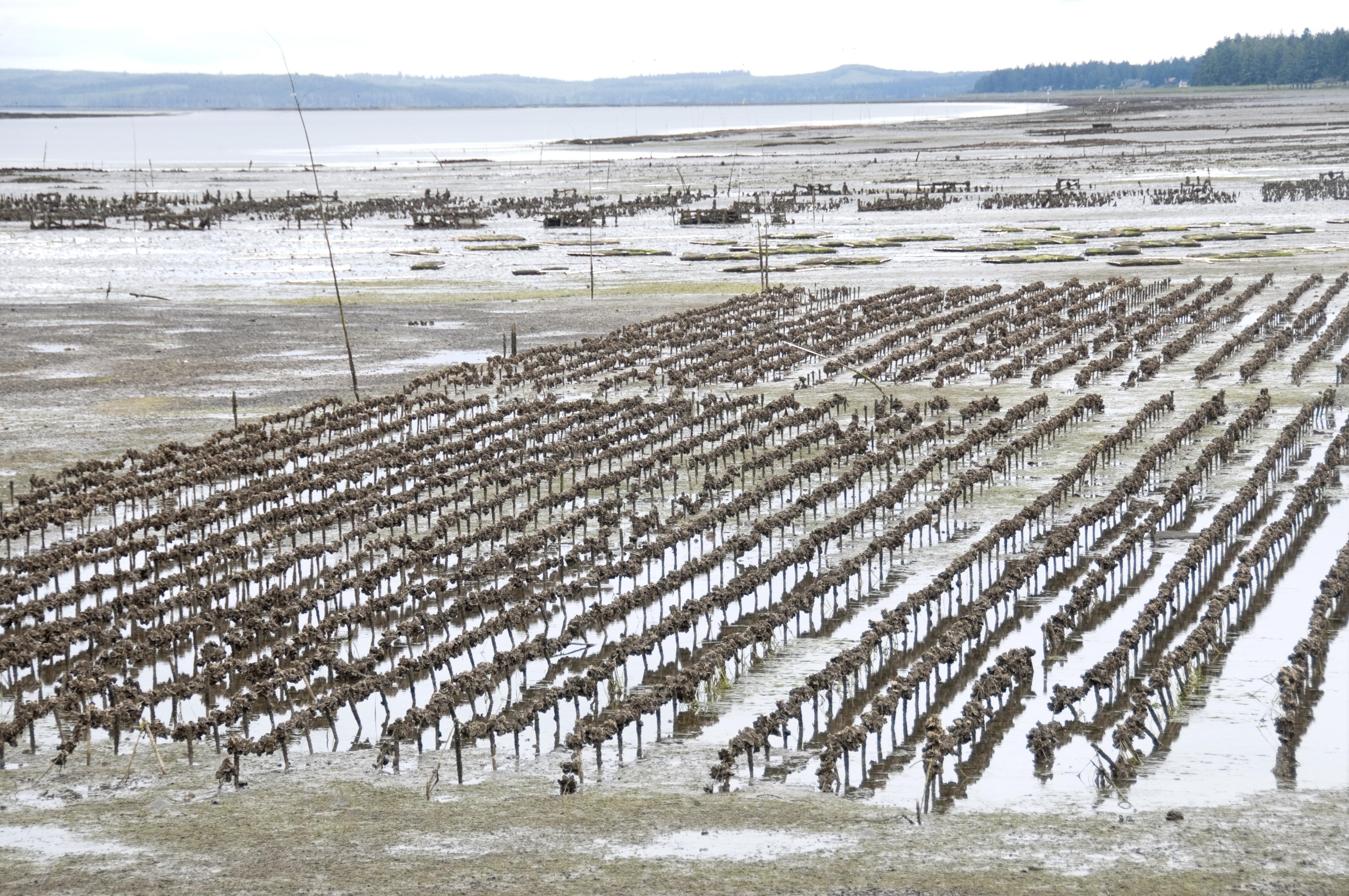 oyster farm