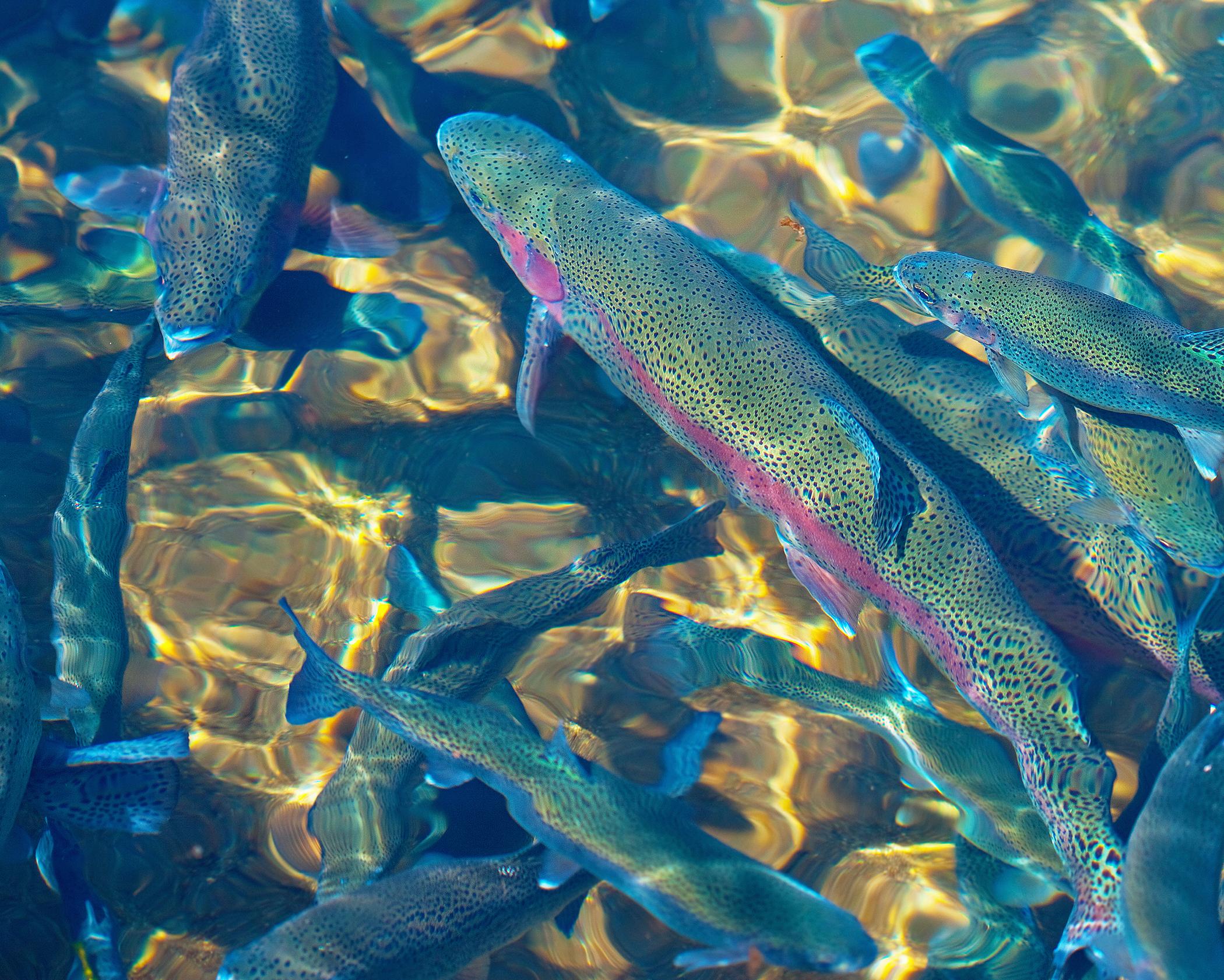 Rainbow trout raised in aquaculture farm