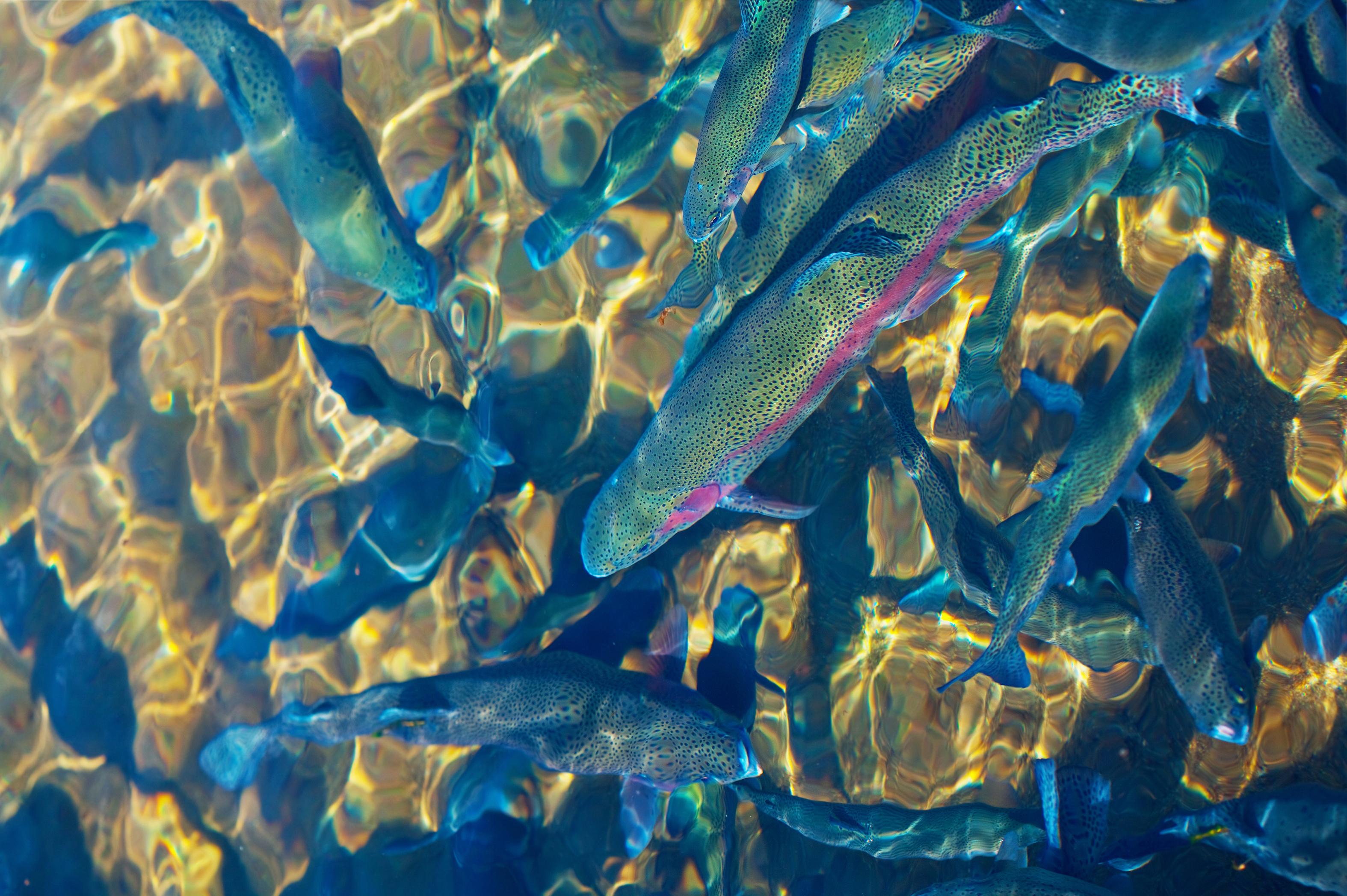 Rainbow trout. Photo credit: iStockphoto.com/kcline 