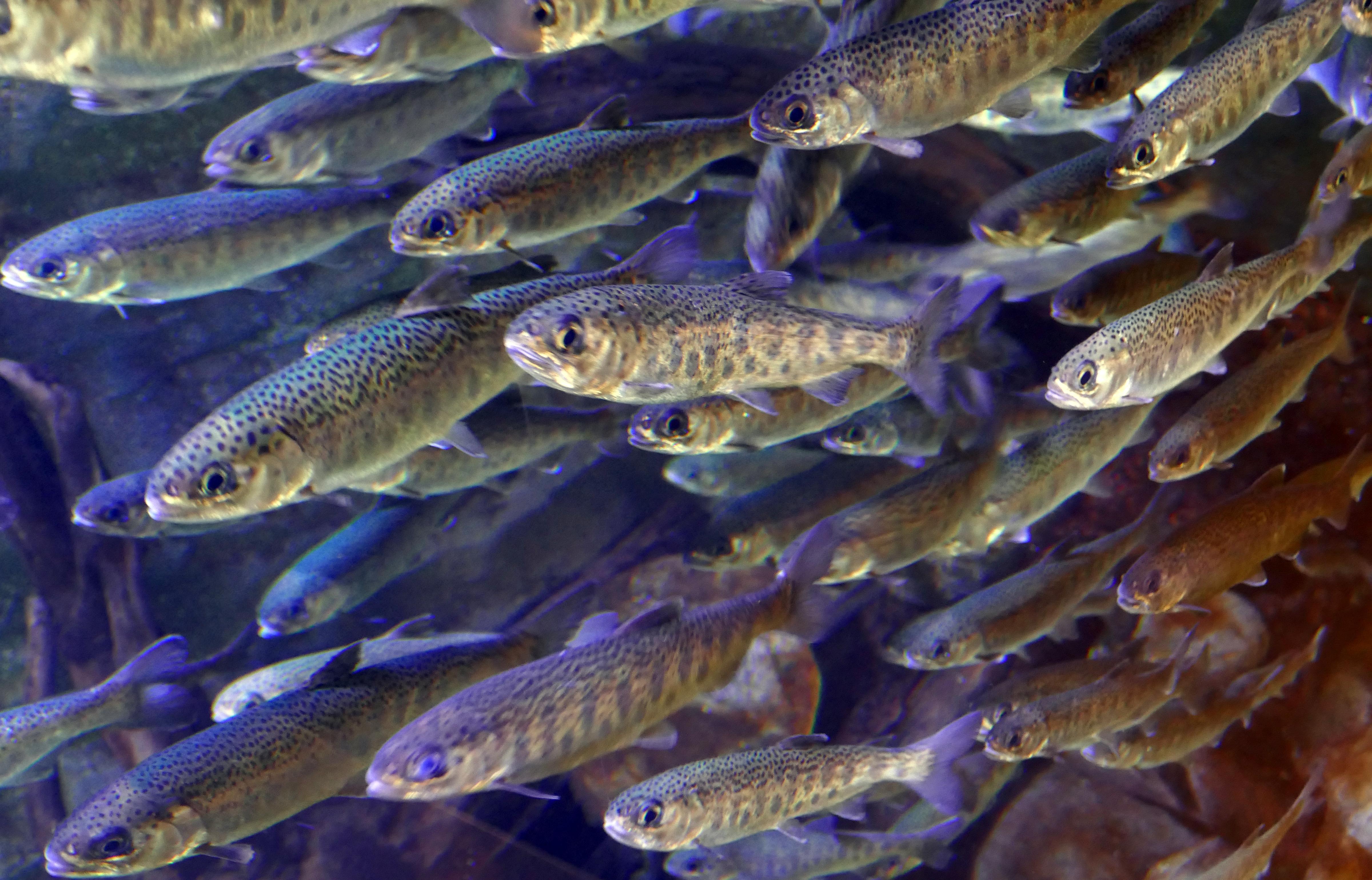 juvenile coho salmon