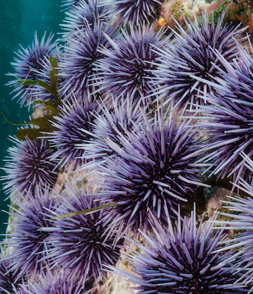 wild purple urchin 