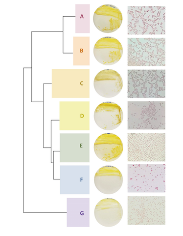Morphological characteristics of representative isolates from major Chryseobacterium clades