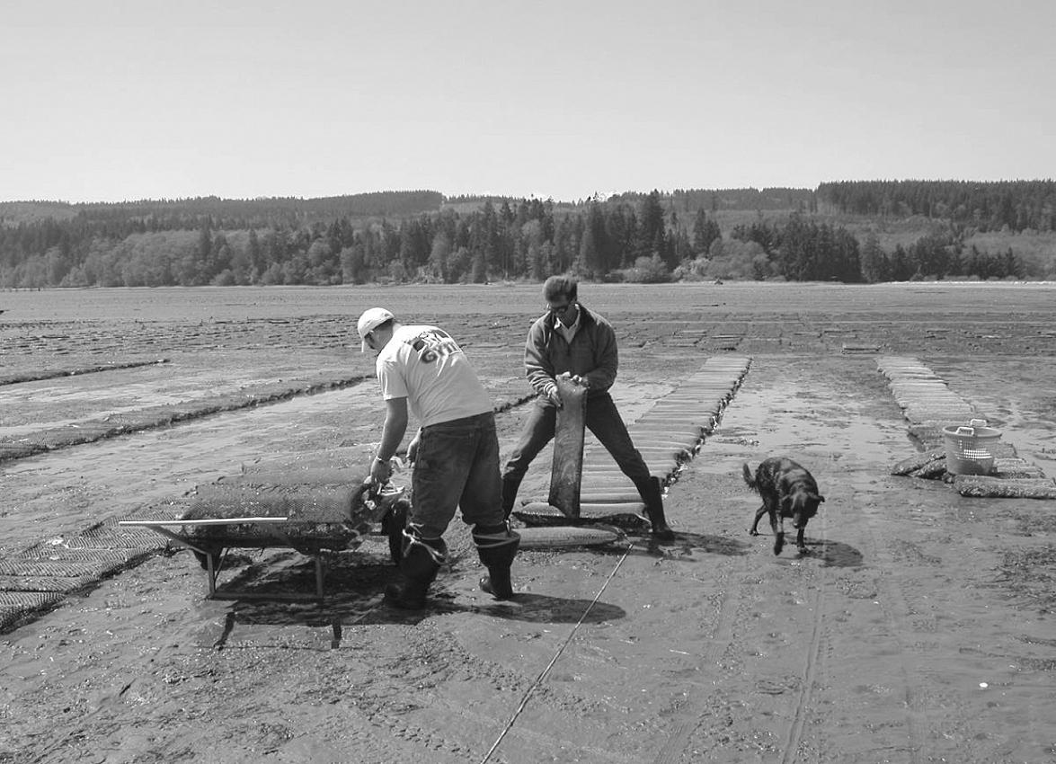 WRAC investigator Dennis Hedgecock (left) deploying a group of hybrid oysters for yield evaluation with Chris Pratt of Taylor Resources, Inc.