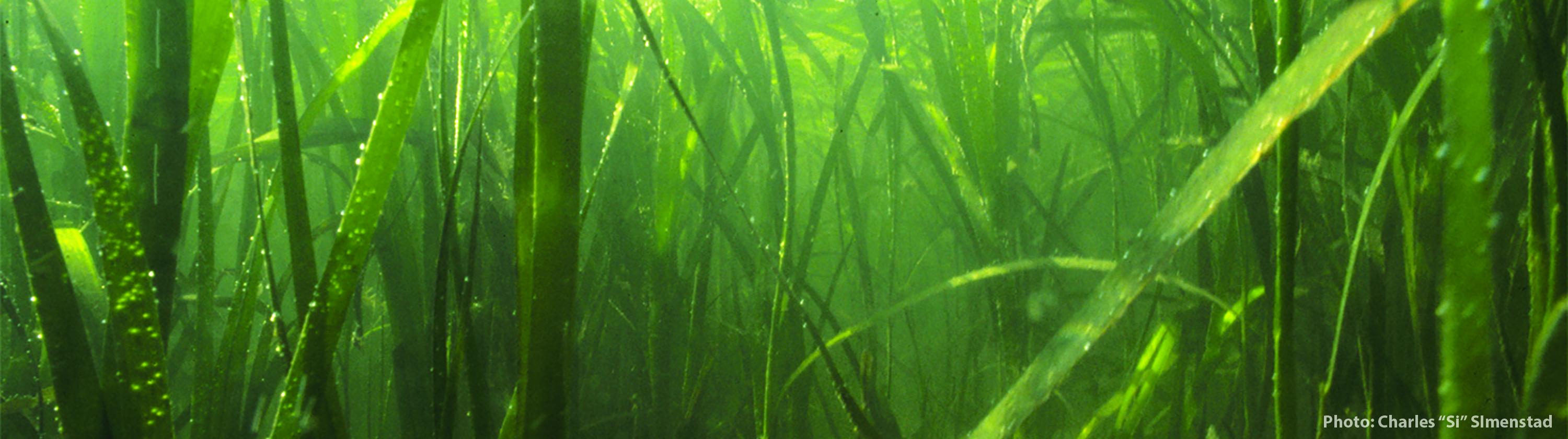 Eelgrass. Photo credit: Charles "Si" Simenstad