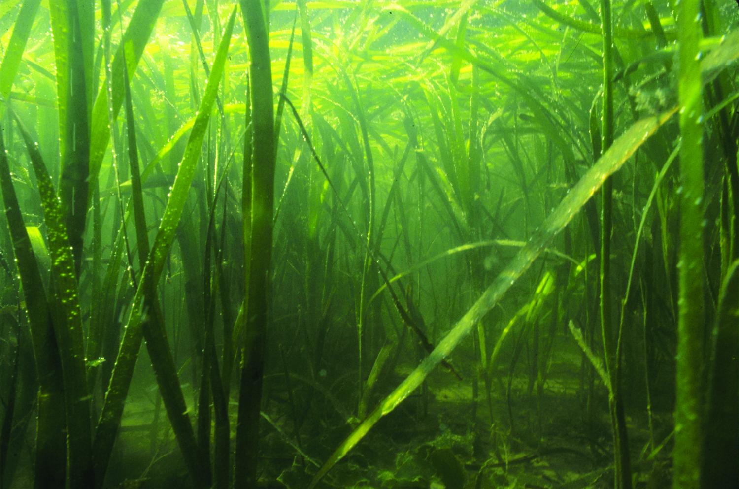 Ruesink, 2010, Scale-dependent and indirect effects of filter feeders ...