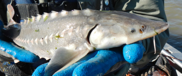 young White sturgeon (Acipenser transmontanus) out of water for examination