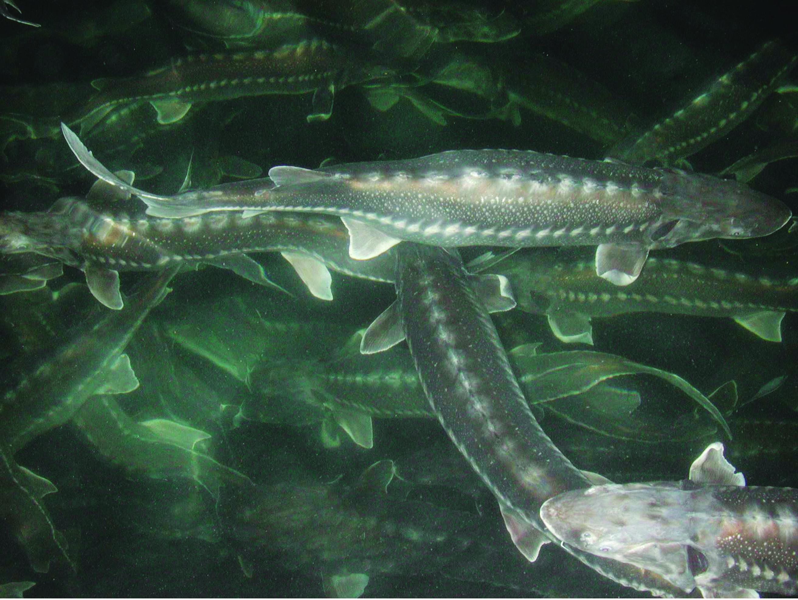 Sturgeons at aquaculture farm. photo credit: Barbara Rasco